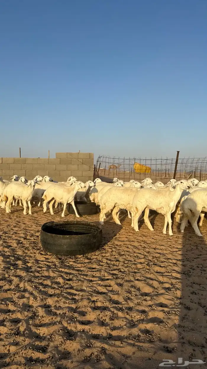 رخال حريات جذعات منوة مدورين الزين 8