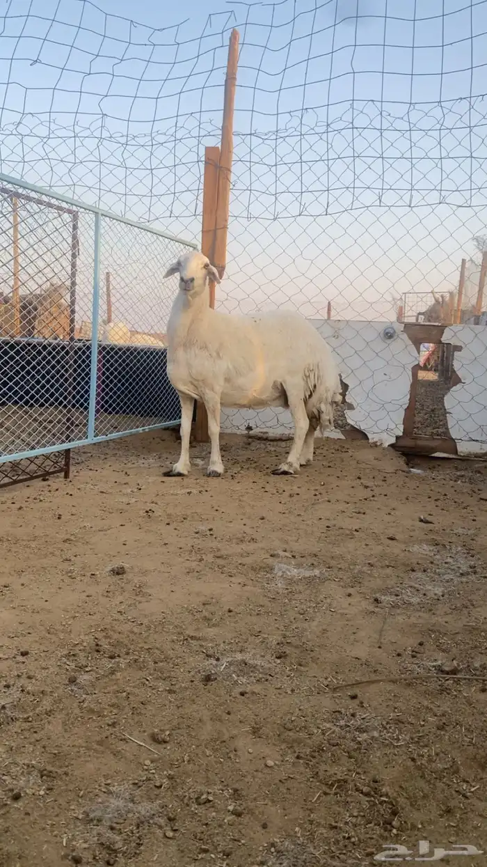 حايل حيل للبيع 5