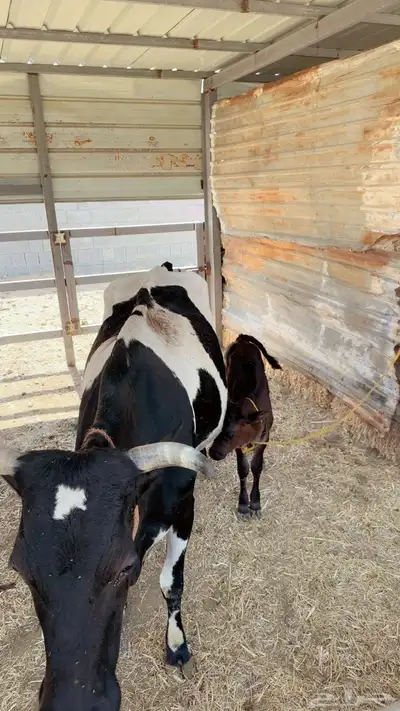 مجموعة أبقار هولنديه وألمانيا و جيرسي index