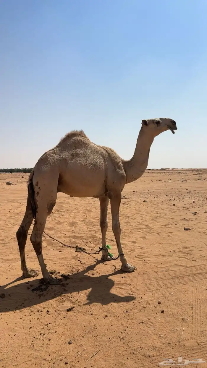 قعود حق اشقح على بعير محمد ابن نايف ابن شويه 0