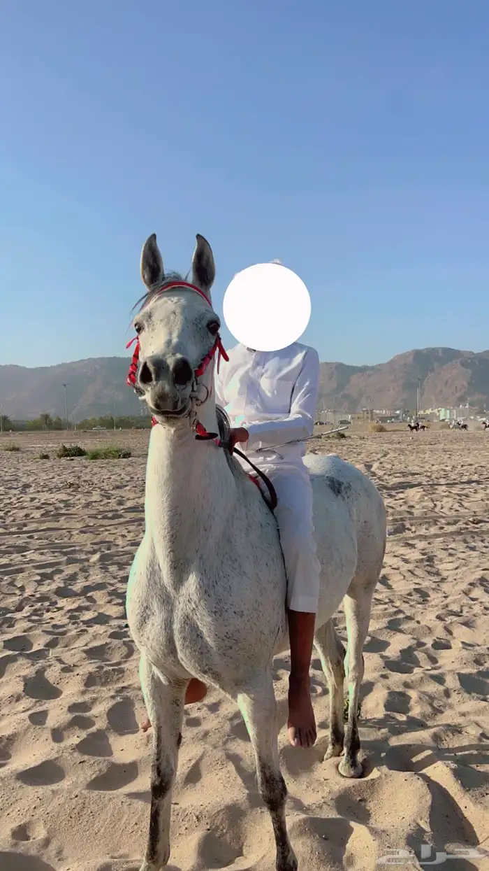 فرس شعبيه كفوو من الفواخر 0