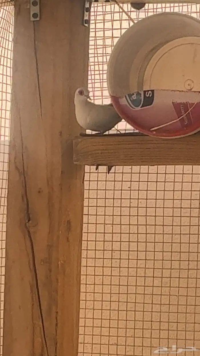 يمام ماسي سنو وايت نوادررر 1