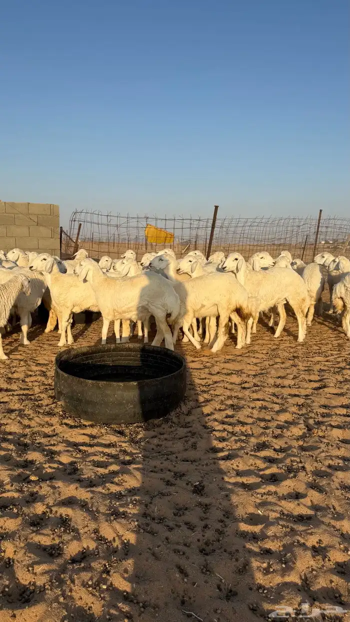 رخال حريات جذعات منوة مدورين الزين 2