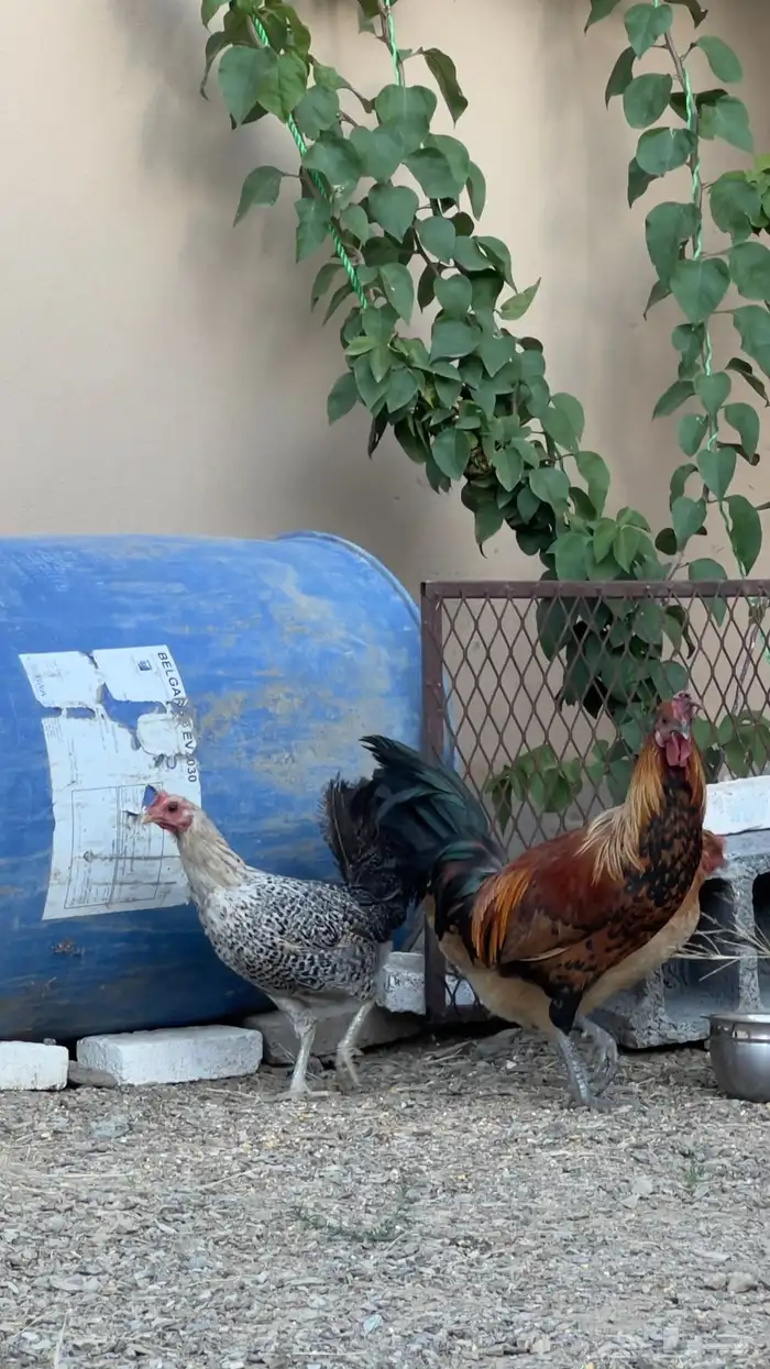 دجاج للبيع 2