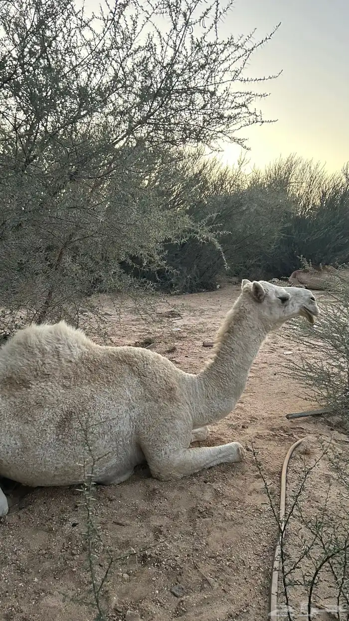بكره ثنيه عفرا عكشاء 2