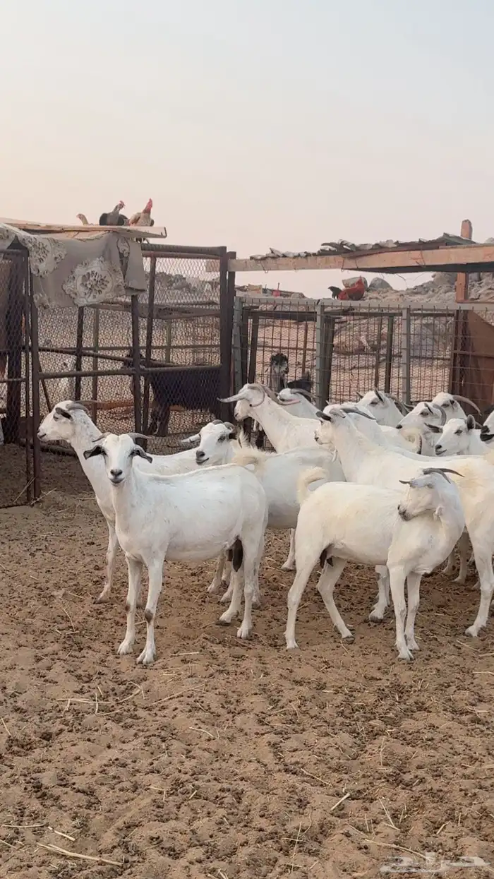 معزا بيشيات دفيع شرط 4