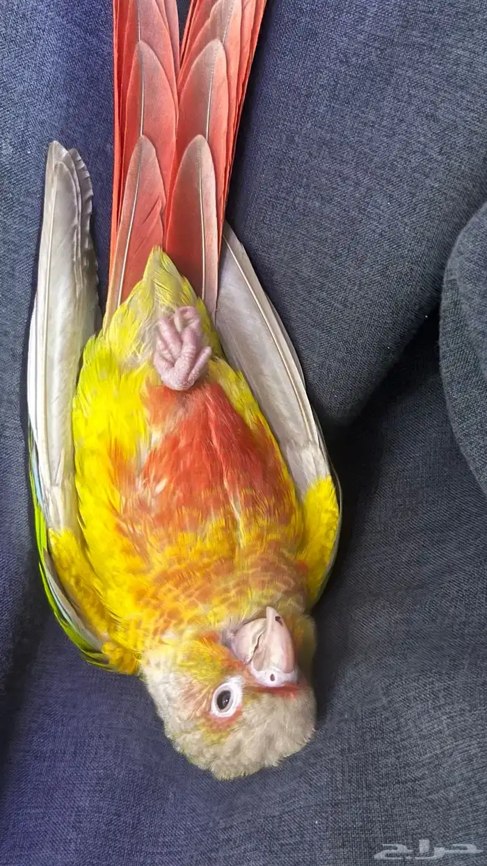 كنيور اناناس 2