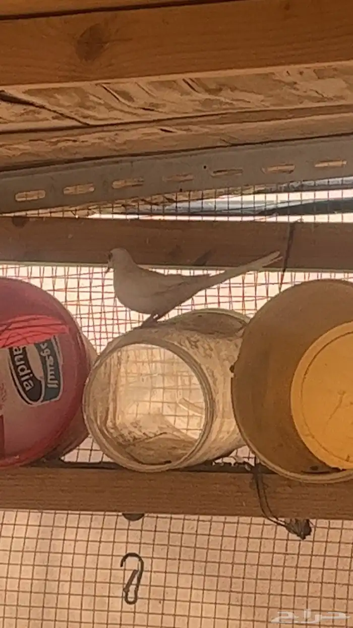 يمام ماسي سنو وايت نوادررر 2