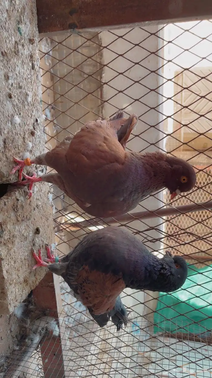 طيور حمام كنق 2