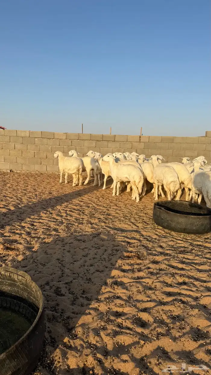 رخال حريات جذعات منوة مدورين الزين 3