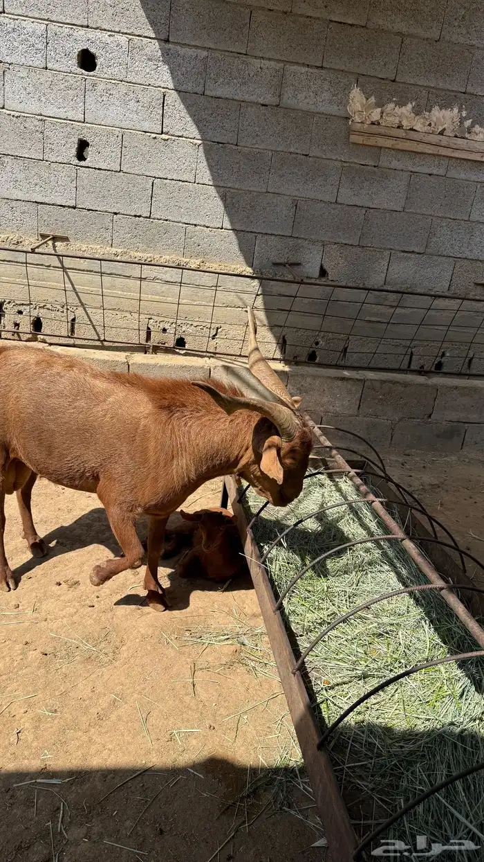 تيس فحل للبيع 2