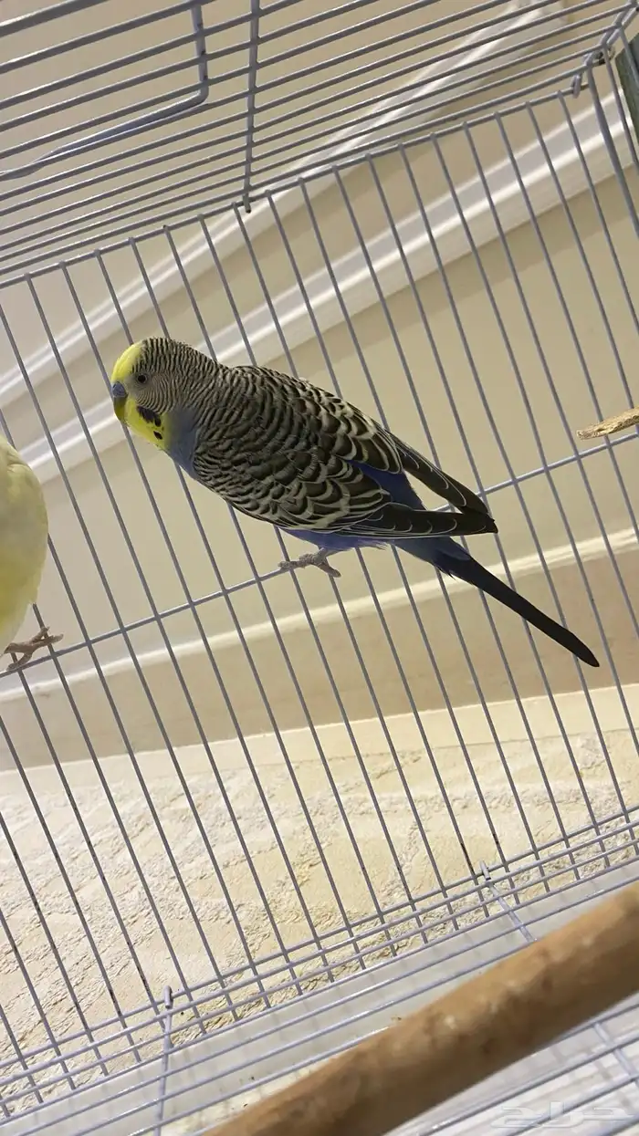 طيور بادجي. ((تممم البيعع )) 1