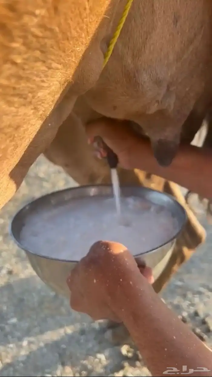 خلفتين حمر مشروطات 8
