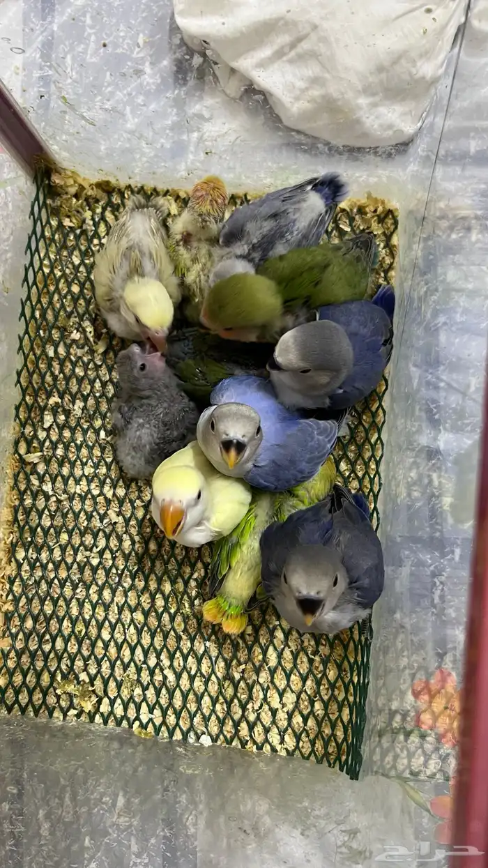 روز مجنون غر 3