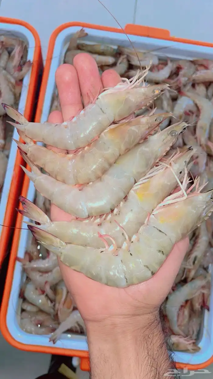 محل ابو علي العرادي للاسماك والربيان 4