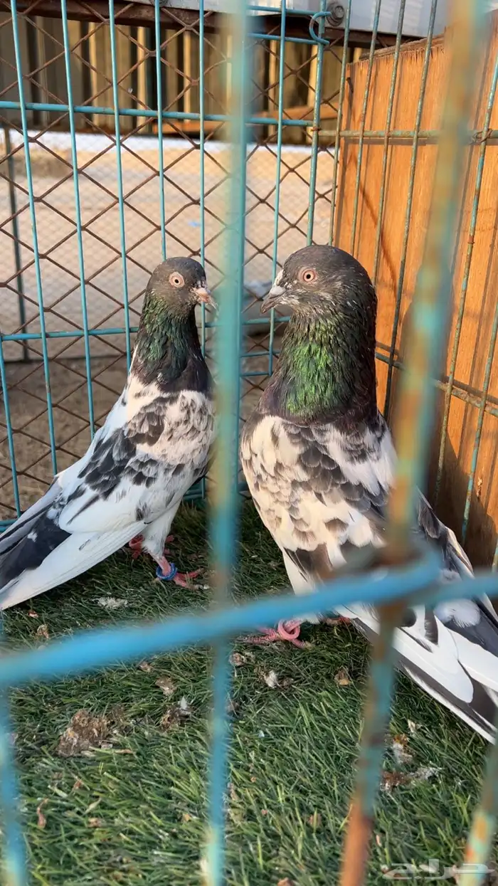 حمام باكستاني 0