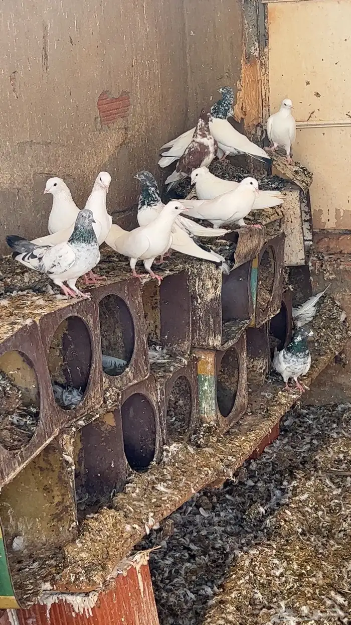 حمام فرنسي وباكستاني فاخر 0