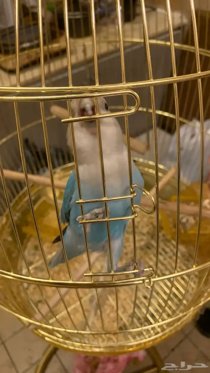 للبيع طير روز 4