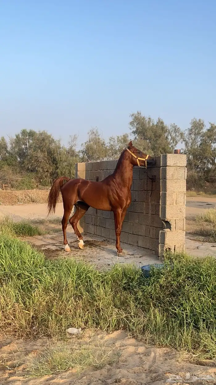 حصان عربي اصيل اوراق 1