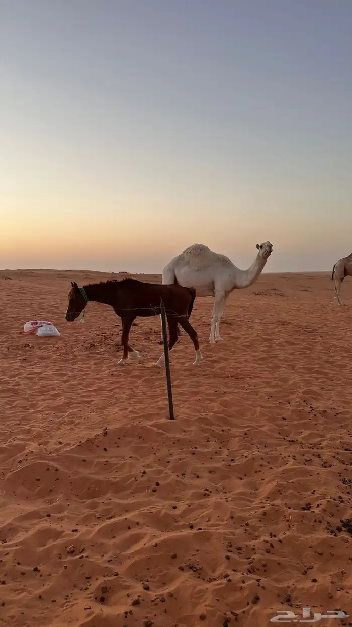 مهر عمره سنه ونص طبع مع الابل من يومه صغير سليم العذاريب 0