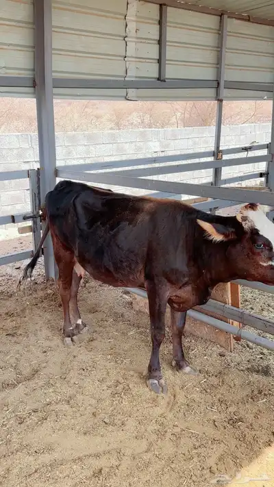 مجموعة أبقار هولنديه وألمانيا و جيرسي index