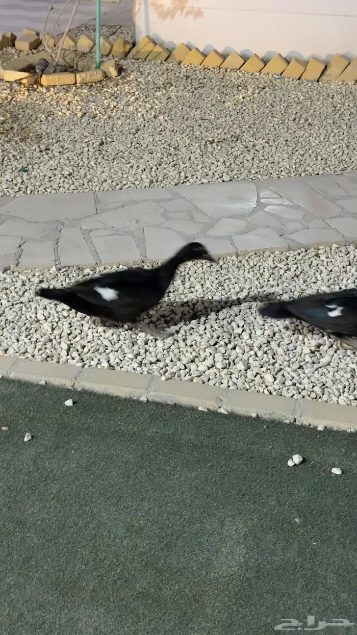 بط موسكوفي 0