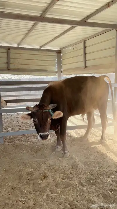 مجموعة أبقار هولنديه وألمانيا و جيرسي index