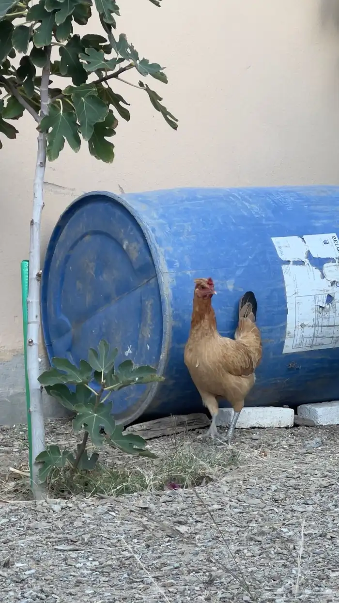 دجاج للبيع 0