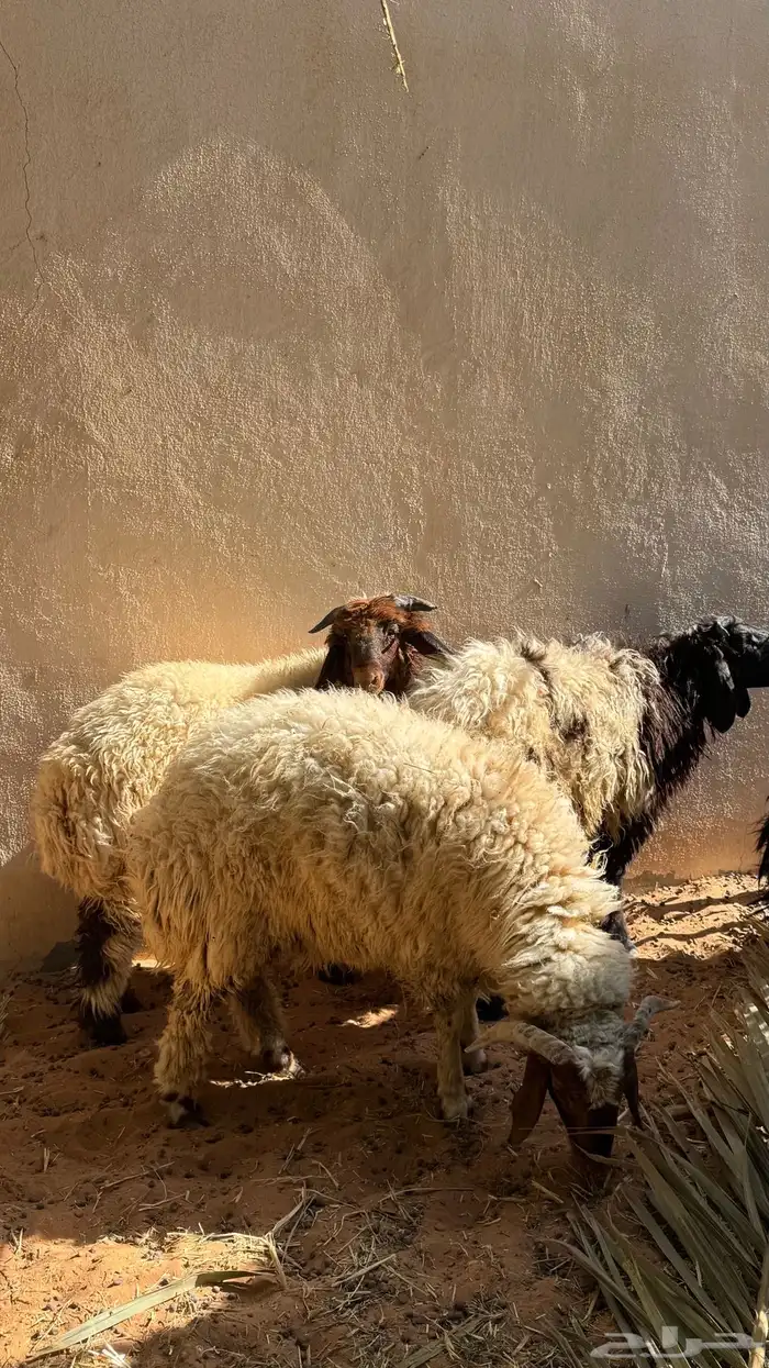 طليان نعيمي 3