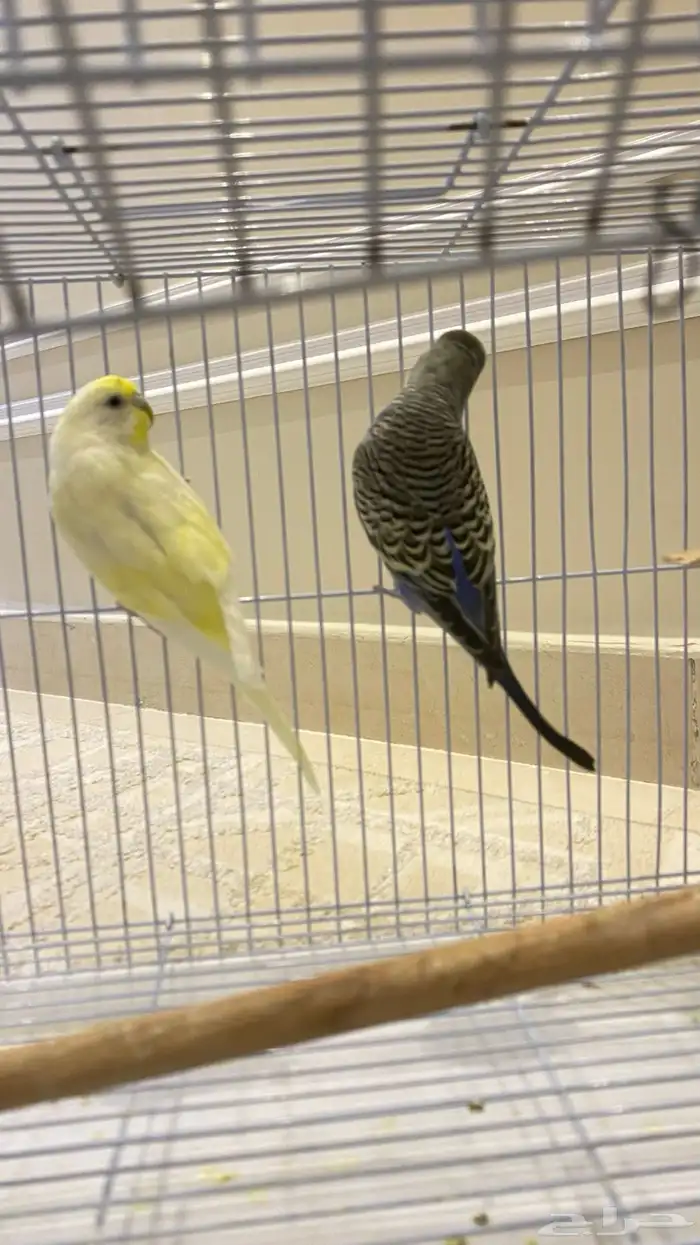 طيور بادجي. ((تممم البيعع )) 0