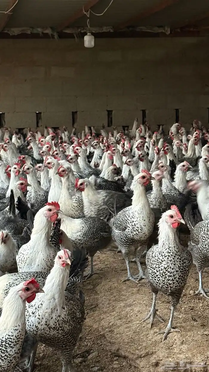 دجاج بياض فيومي سوبر جامبو 1000 حبه 4