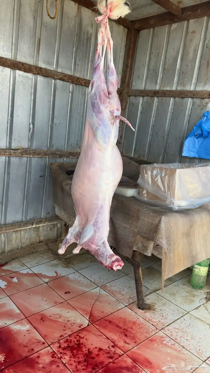 تيوس عوارض 2