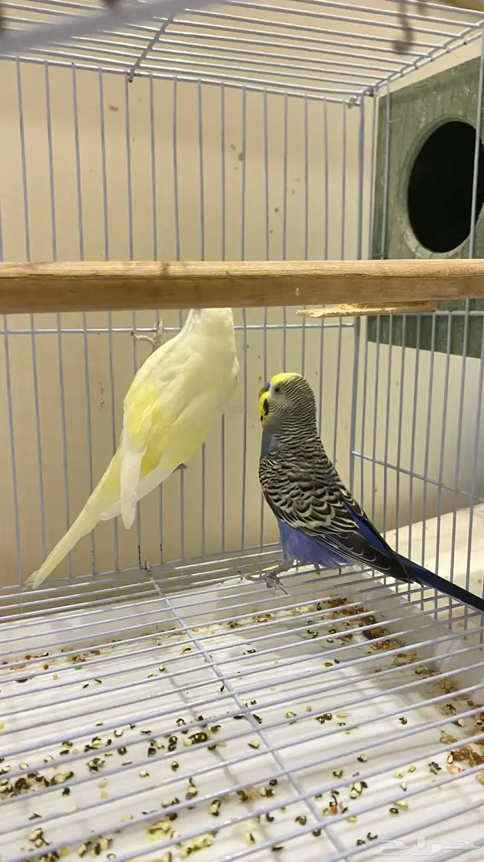 طيور بادجي. ((تممم البيعع )) 2