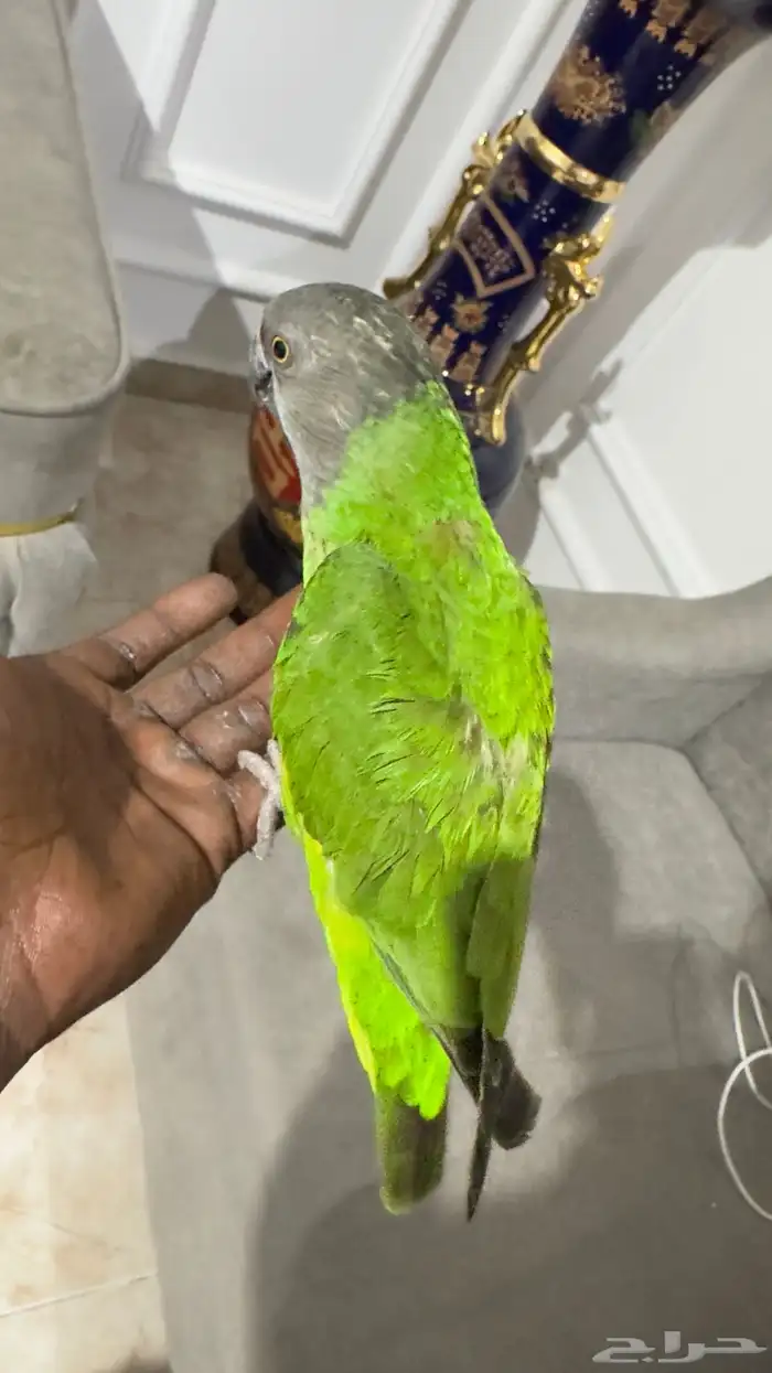 ببغاء سينغالي للبيع 2