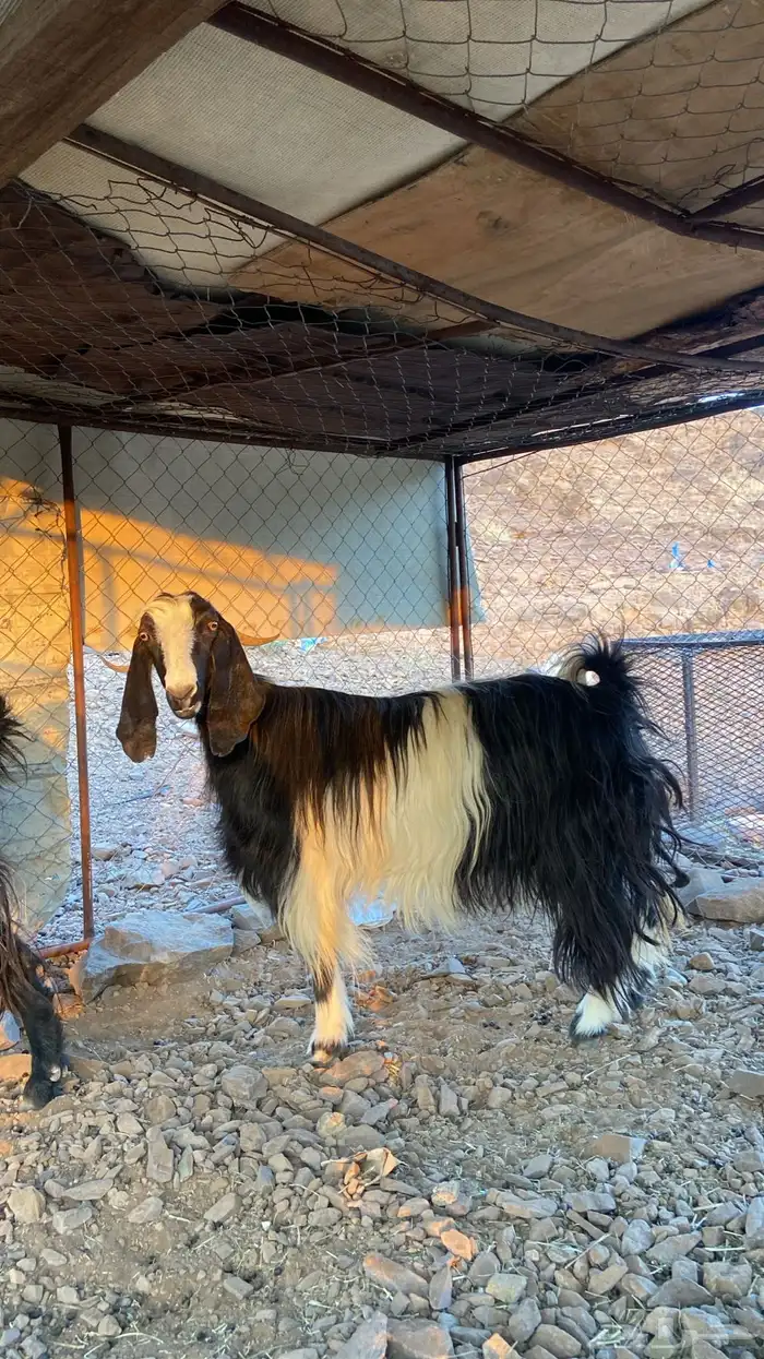 معزا 1