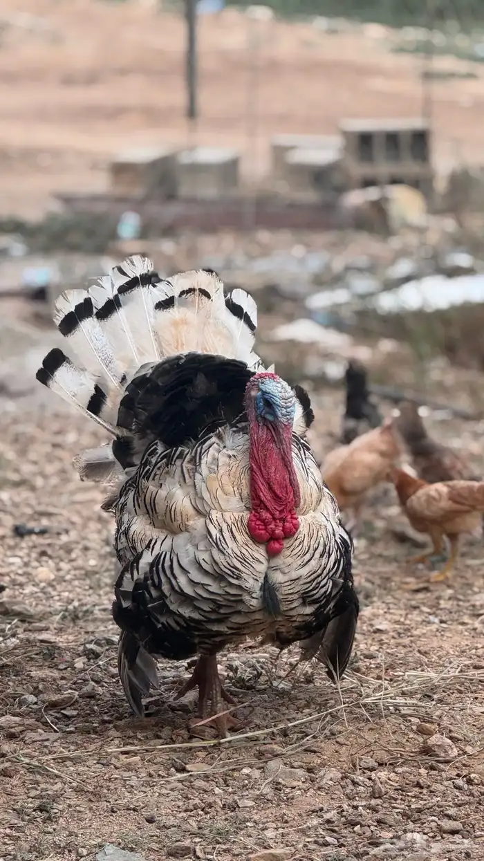 ديك رومي للبيع 0