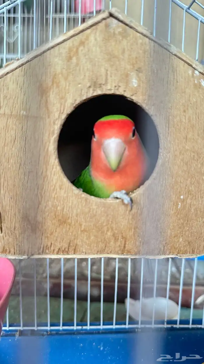 روز ذكر للبدل او للبيع ب انثى 0