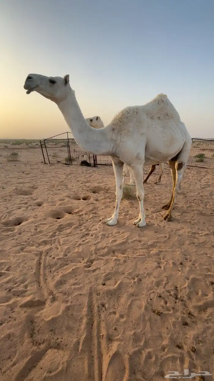 لبيع خفوت اللبيع ولدها معها الحين 0