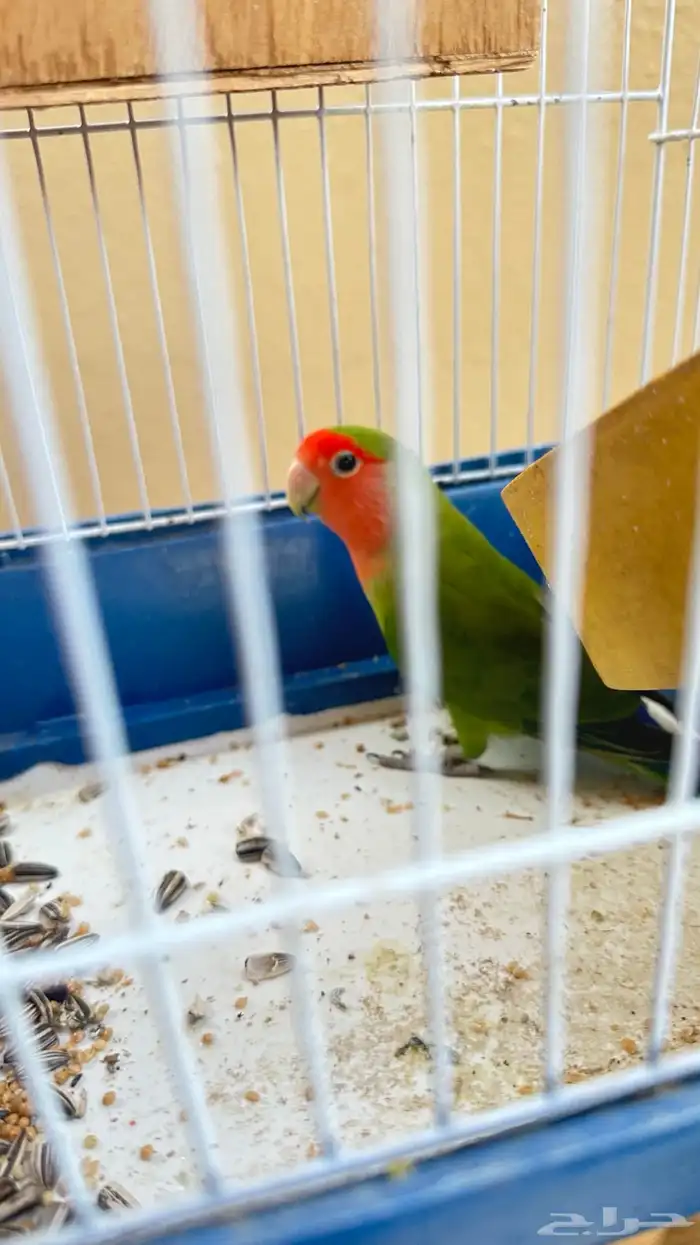 روز ذكر للبدل او للبيع ب انثى 2