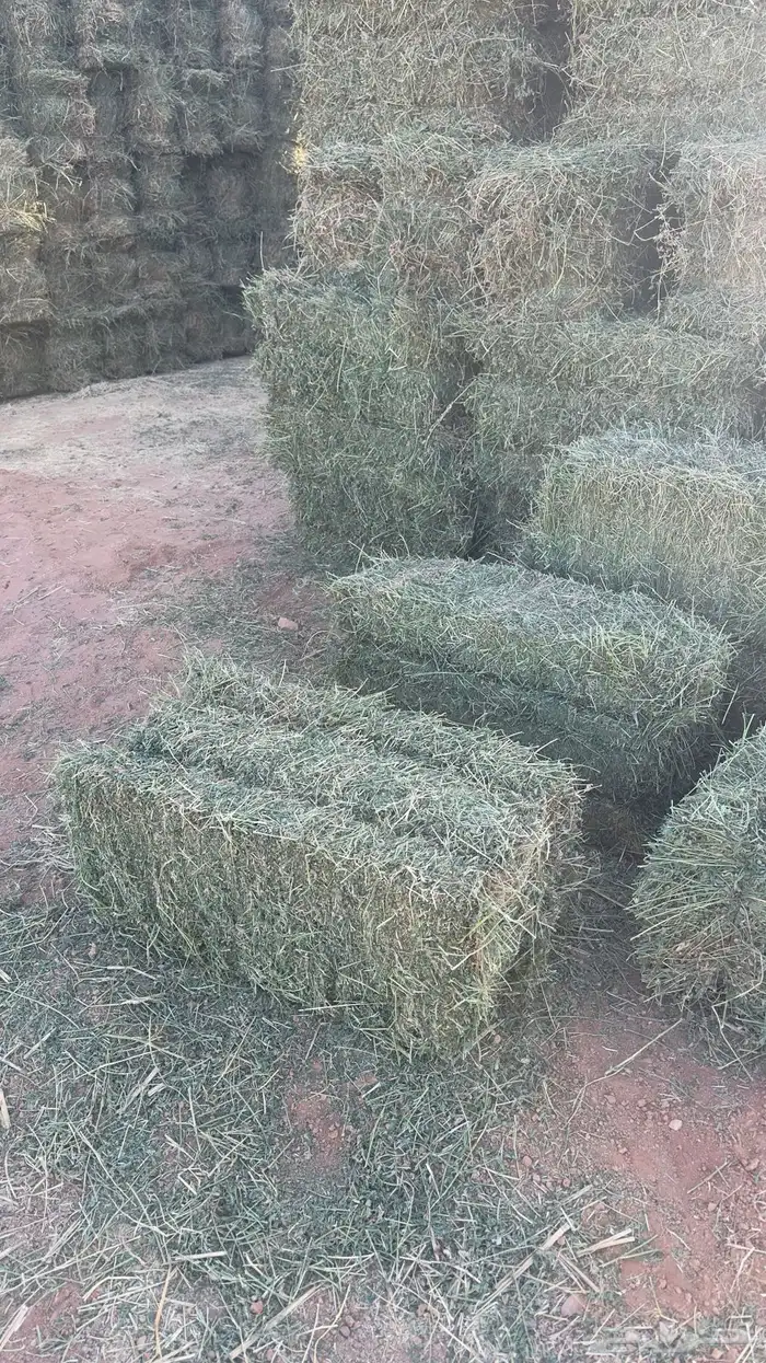 برسيم   صافي شدد ممتاز جدا 0