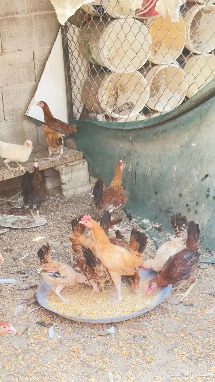 دجاج 0