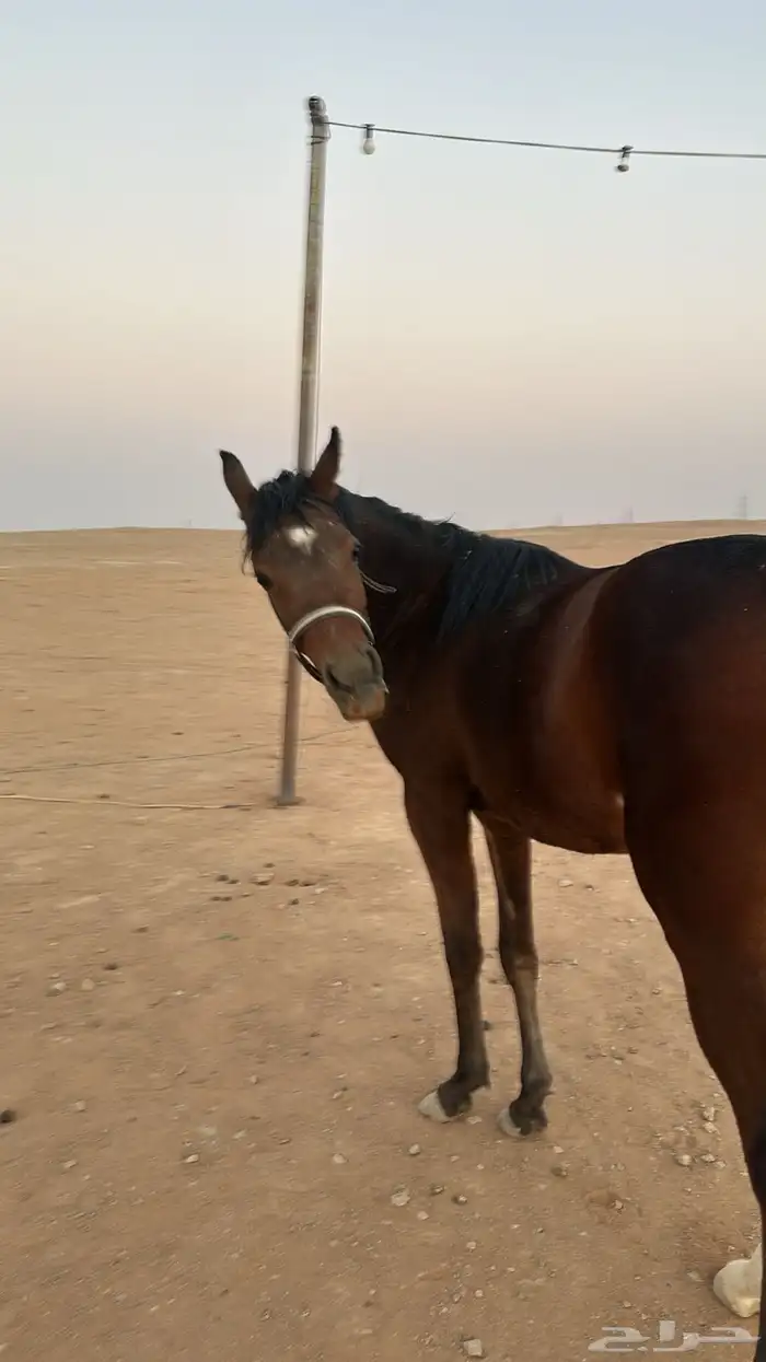 مهرة للبيع 0