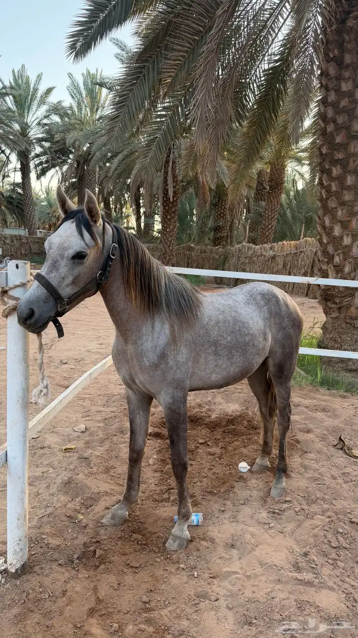 مهره 1