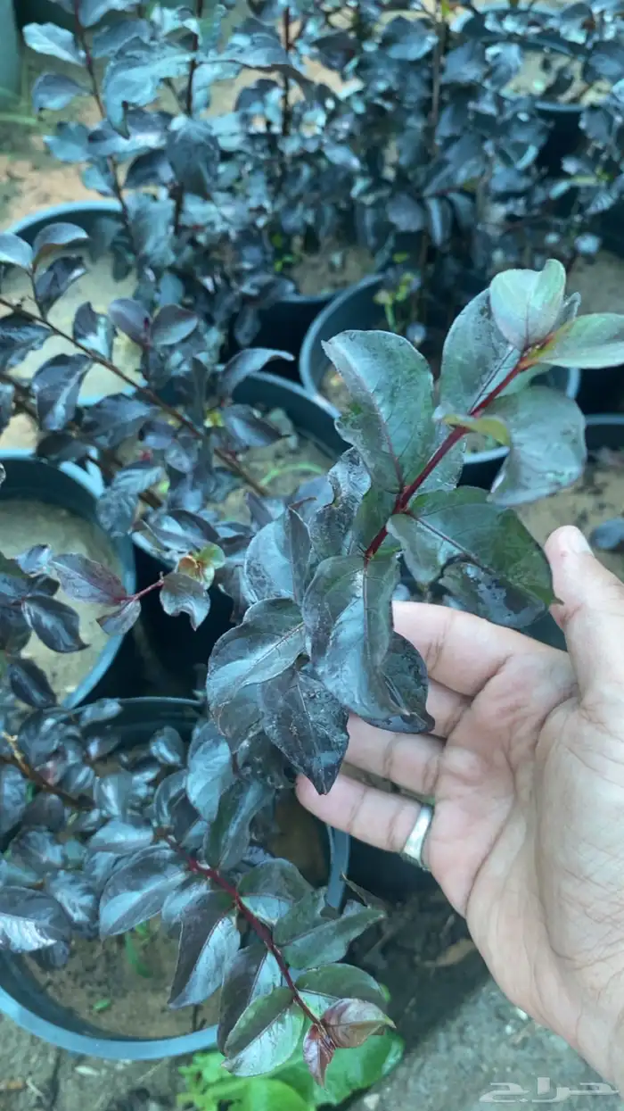 شتلات تمر حنا Lagerstroemia 0