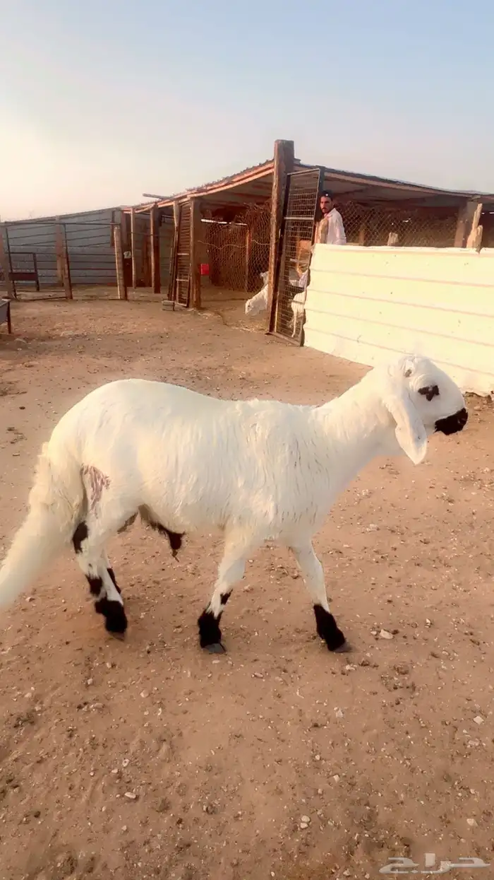 سواكن جبر وفاخر ومرابي 4شهور 2