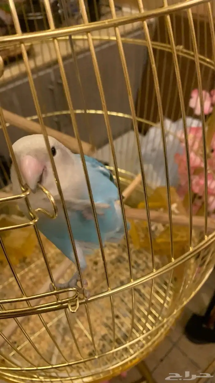 للبيع طير روز 0