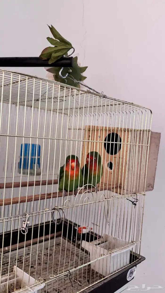 طيور فيشر للبيع على السوم 1