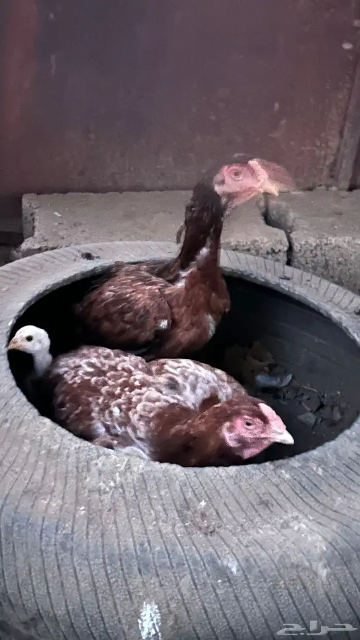 دجاج بكستاني 3