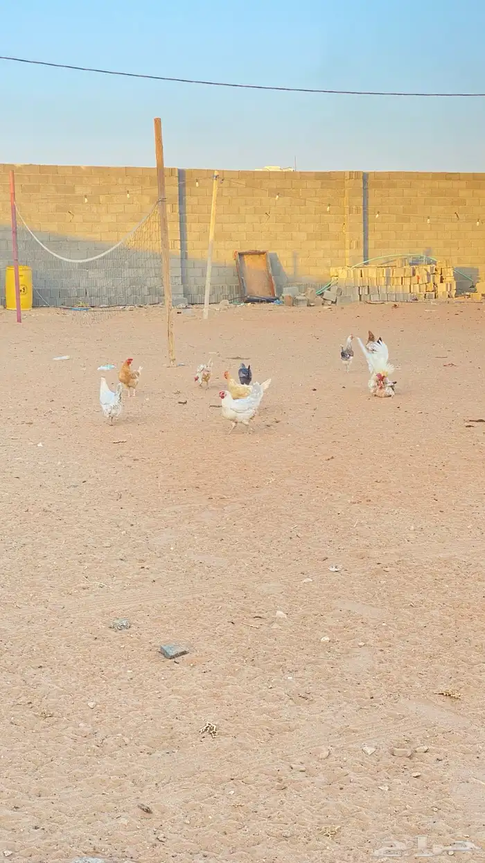 للبيع دجاج بلدي وفيومي 2