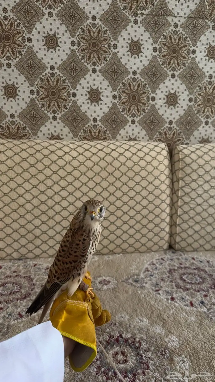 باشق فرخ للبيع انثى. 1